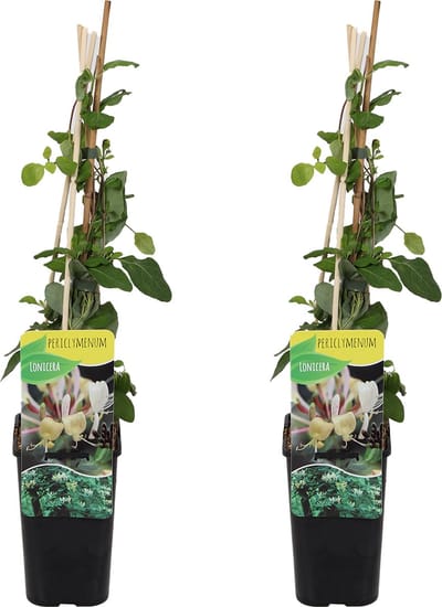 Bloomique - Set van 2 - Lonicera Periclymenum - Wilde Kamperfoelie - Geel - Klimplanten - Tuinplanten - Winterhard - Hoogte 50-70 cm - Pot 15 cm