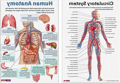 Anatomische Poster - Lichaam Diagram - Studie Hulp - Zestien Delen - 26 x 20.8 cm - Gekleurd