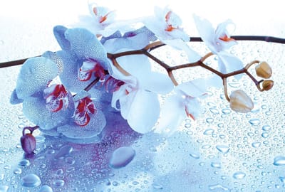 Fotobehang Flowers Orchids Nature Drops | XL - 208cm x 146cm | 130g/m2 Vlies