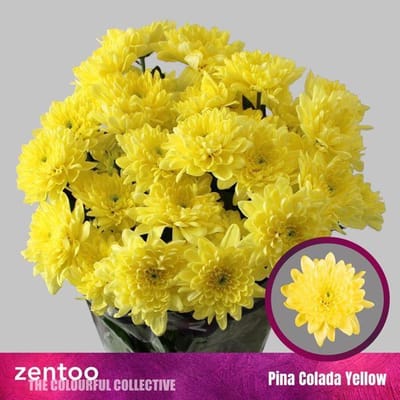 10x Chrysant pina colada yellow 70cm