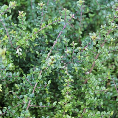 24 x Kamperfoelie 'Ernest Wilson' - Lonicera nitida 'Ernest Wilson' pot 9x9cm, voor 3m² : De dichte haagmirte met heldergroene bladeren en roomwitte bloemen.