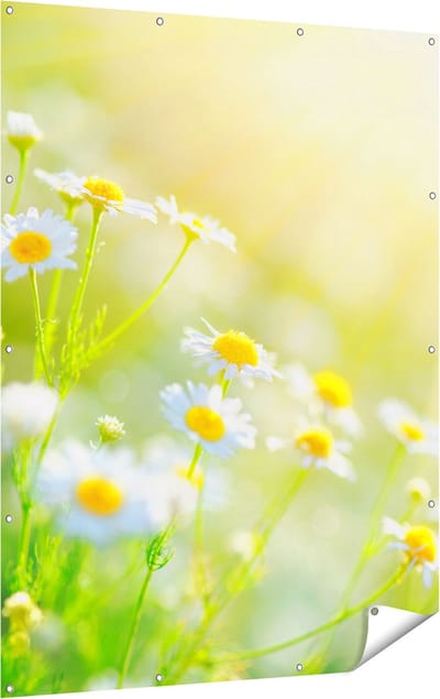 Gards Tuinposter Witte Kamille Bloemen met Zonneschijn - 120x160 cm - Tuindoek - Tuindecoratie - Wanddecoratie buiten - Tuinschilderij