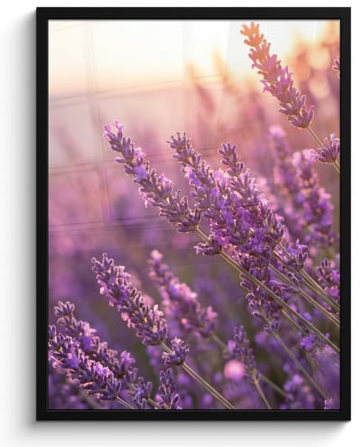 Poster in lijst - Fotolijst 60x80 cm - Posters - Lavendel - Paars - Zonlicht - Posterlijst zwart - Decoratie - Wanddecoratie woonkamer - Muurdecoratie slaapkamer