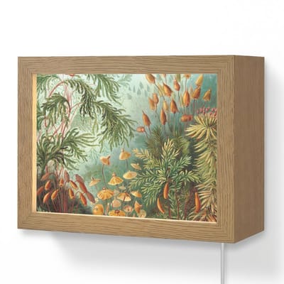 Wandlamp 20x15 cm - Oplaadbaar - Oude meesters - Kunst - Muscinae - Haeckel - Wandlampen binnen woonkamer - Slaapkamer lamp met kabel - Decoratieve nachtlamp - Vloerlamp snoer
