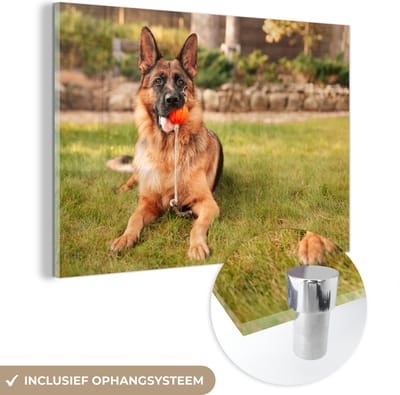 ® Glasschilderij 180x120 cm - Schilderij acrylglas - Duitse herder liggend met een kleine bal in de mond - Foto op glas - Muurdecoratie woonkamer - Wanddecoratie slaapkamer - Schilderijen