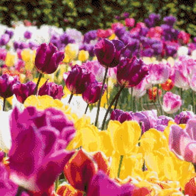 MyHobby Borduurpakket – Tulpenveld 50×50 cm - Aida borduurstof 5,5 kruisjes/cm (14 count) - Telpatroon - Borduurgaren - Borduurnaald - Handleiding - Voor Beginners & Gevorderden - Complete borduurset