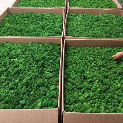 Gepreserveerd Mos Tuinkunst Wanddecoratie Mos Bulk Micro Landschap Decoratieve Requisieten Type 4 green