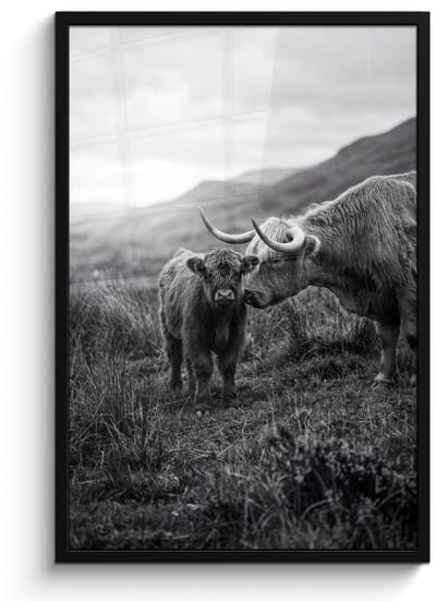 Poster in lijst - Fotolijst 60x90 cm - Posters - Schotse hooglander - Kalf - Zwart - Wit - Posterlijst zwart - Decoratie - Wanddecoratie woonkamer - Muurdecoratie slaapkamer