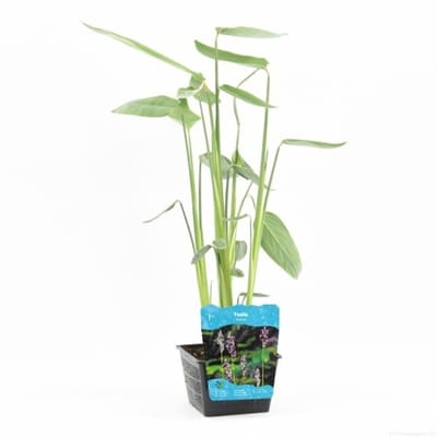 Moerings Thalia Dealbata | Thalia | In 18CM Mand Kant en Klaar