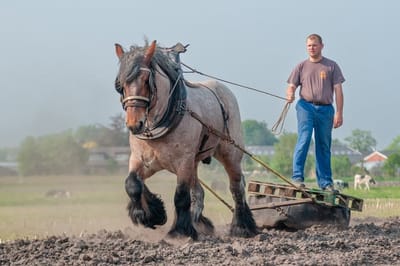 Trekpaarden TW17 - Foto - Ton van der Weerden - Fine Art Print op fotokwaliteit papier - 40 x 60 cm