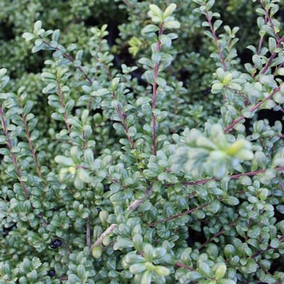 Hulst - Ilex crenata 'Glorie Dwarf' - Pot 9x9cm