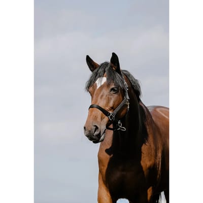 Leren halster voor paarden Riding World Cushion