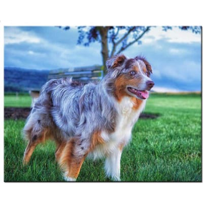 Diamant schilderij hond Australische herder 5d diy handgemaakte volledige ronde boor diamant borduurwerk 20X30CM gray