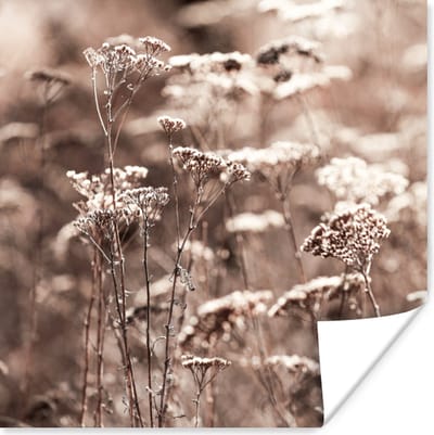 Poster Planten - Bloemen - Winter - Sneeuw - Sepia - 50x50 cm