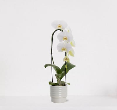 Phalaenopsis Cascade wit in sierpot Naemi Offwhite – bloeiende witte Orchidee – kamerplant - 50-65cm - Ø13 – grootbloemig – geleverd met plantenpot – vers uit de kwekerij