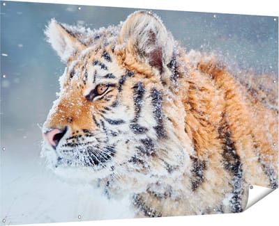 Gards Tuinposter Tijger tijdens de Sneeuw - 180x120 cm - Tuindoek - Tuindecoratie - Wanddecoratie buiten - Tuinschilderij
