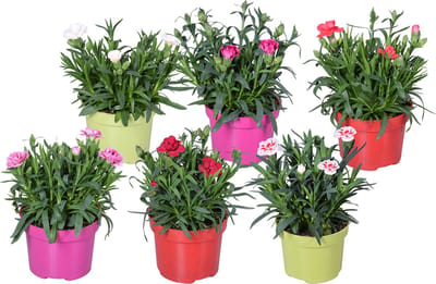 Bloomique - Mix van 6 - Dianthus - Anjer - Kleurenmix - Tuinplanten - Hoogte 15-20 cm - Pot 10,5 cm