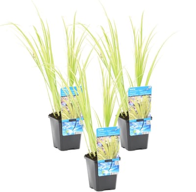 Bloomique - Set van 3 - Acorus Ogon - Dwergkalmoes - Vijverplanten - Winterhard - Hoogte 10-20 cm - Pot 9 cm
