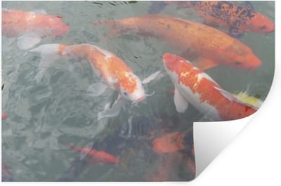 Muurstickers - Sticker Folie - Meerdere koi karpers - 120x80 cm - Plakfolie - Muurstickers Kinderkamer - Zelfklevend Behang - Zelfklevend behangpapier - Stickerfolie