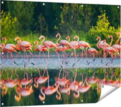 Gards Tuinposter Kudde Flamingo's op het Water - 120x90 cm - Tuindoek - Tuindecoratie - Wanddecoratie buiten - Tuinschilderij