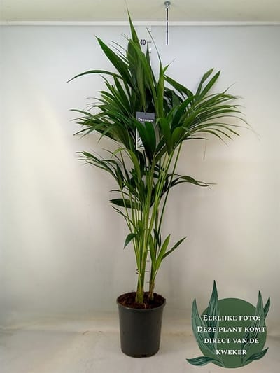 Howea forsteriana - Hoogte 130cm - Potmaat 21cm - Luchtzuiverende Kamerplant - Plant binnen
