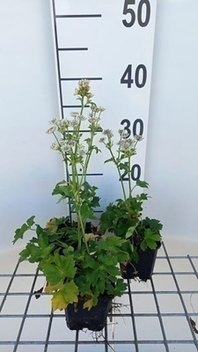 6x Zeeuws knoopje - Astrantia maj. 'Star of Beauty'® | 9x9 cm pot