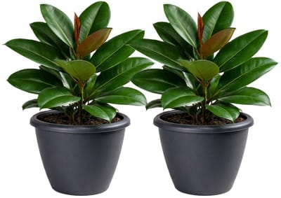 Mega Collections Plantenpot / bloempot Essence Lima - 2x - kunststof - antraciet - binnen/buiten - D50 x H40 cm