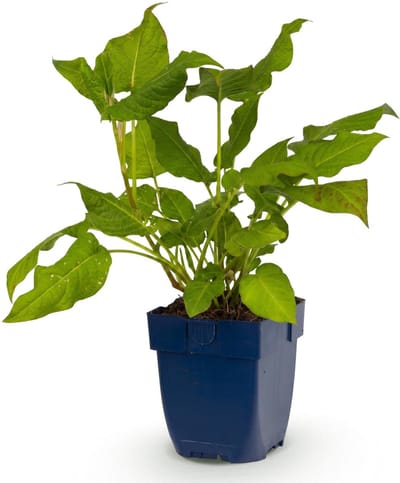 Green boutiQ - Vasteplant - Persicaria amplexicaulis - Duizendknoop - Schaduw - Rood - 1 Plant - Pot 11cm - Hoogte 15-25cm