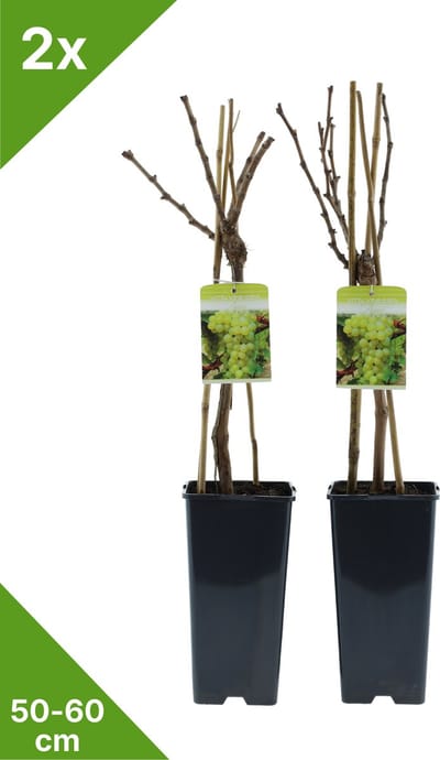 GARDENZO - Druif Wit in 2 liter pot - 50-60 cm set van 2