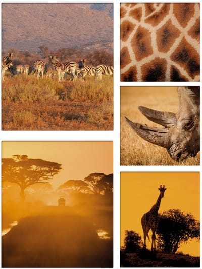 Art for the Home Canvas set van 5 Safari