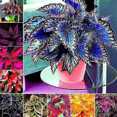 Planten Zaden - Bloem Zaden - Tuinieren Buiten - Makkelijk Groeien - 30 Stuks - Gemengde Kleuren