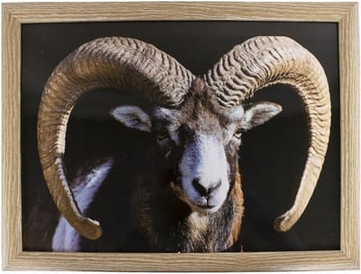 Mars & More Schootkussen - laptray - ram / schaap print - 33 x 43 cm - ontbijt op bed - lezen