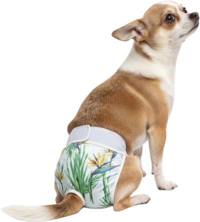 Sharon B Loopsheidbroekje hond- tropical - Maat XS - Wasbaar - Voor zeer kleine hondjes - taille 14-21 cm