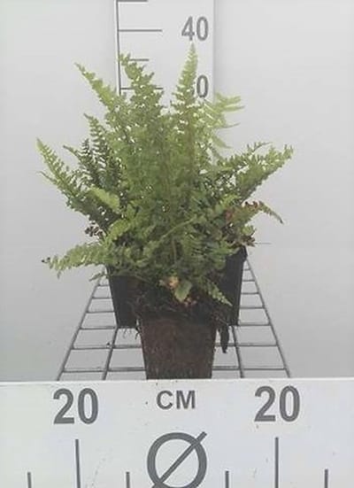 6x Schildvaren, Geschubde Mannetjes Varen, Smalle Goudschubvaren, Geschubde Niervaren - Dryopteris aff. 'Pinderi' | 9x9 cm pot