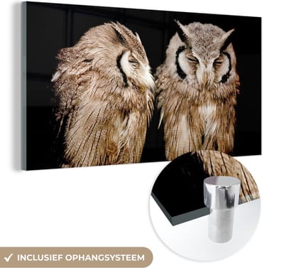 MuchoWow® Glasschilderij 40x20 cm - Schilderij acrylglas - Uil - Vogel - Zwart - Foto op glas - Schilderijen