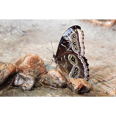 Peinture diamant thème papillon, broderie complète 5D, point de croix, mosaïque 3D, artisanat 20X30CM black