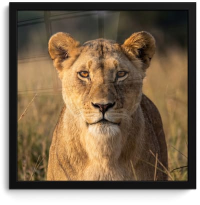 Poster in lijst - Fotolijst 40x40 cm - Posters - Leeuwin - Gras - Geel - Posterlijst zwart - Decoratie - Wanddecoratie woonkamer - Muurdecoratie slaapkamer