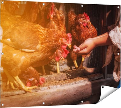 Gards Tuinposter Kippen Krijgen te Eten - 120x90 cm - Tuindoek - Tuindecoratie - Wanddecoratie buiten - Tuinschilderij