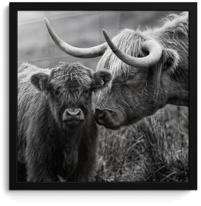 Poster in lijst - Fotolijst 40x40 cm - Posters - Schotse hooglander - Kalf - Zwart - Wit - Posterlijst zwart - Decoratie - Wanddecoratie woonkamer - Muurdecoratie slaapkamer