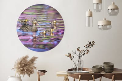 WallCircle - Wandcirkel - Muurcirkel - Eend - Water - Kleuren - Aluminium - Dibond - 140x140 cm - Binnen en Buiten