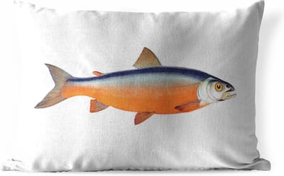 Buitenkussens - Tuin - Oranje zalm vis op een witte achtergrond - 50x30 cm