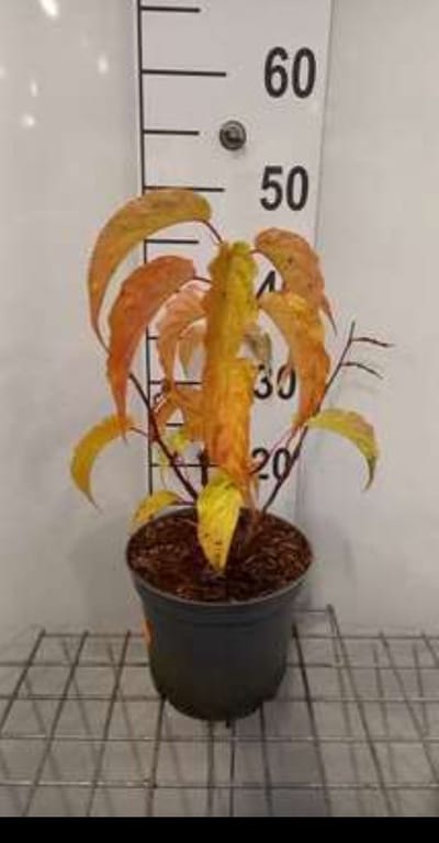 Stachyurus praecox (japonicus) - Staartaar 40- 50 cm in pot