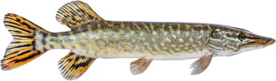 Vissticker Snoek Zwemmend 15 cm Rechts Vis Sticker Vissen Snoeksticker Bootsticker Roofvissen Roofvis