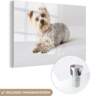 ® Glasschilderij 180x120 cm - Schilderij acrylglas - Yorkshire Terrier kijkt in de camera - Foto op glas - Muurdecoratie woonkamer - Wanddecoratie slaapkamer - Schilderijen