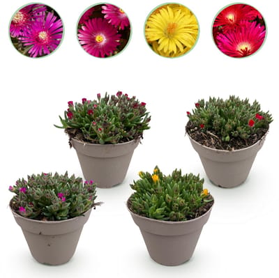 Green boutiQ - Bodembedekker - Winterhard - Delosperma - 4 Planten - Kleuren Rood - Geel - Paars - Roze - Weinig Onderhoud - Pot 14cm Hoogte 17cm