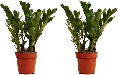 Bloomique - Set van 2 - Zamioculcas Zamiifolia - Kamerpalm - ZZ Plant - Kamerplanten - Luchtzuiverend - Zeer Gemakkelijk in onderhoud - 30-40cm Hoog - Pot 12cm