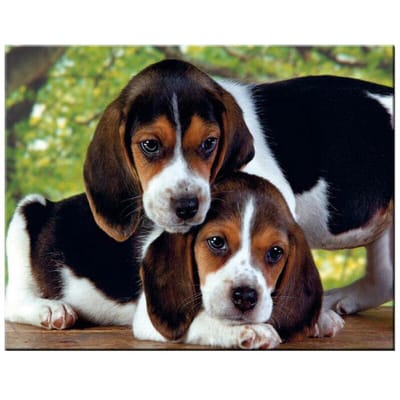 Diy Diamond Painting Amerikaanse Foxhound volledige ronde mozaïek decoratie borduurpatroon kruissteek 20X30CM beige