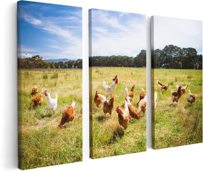 Artaza Canvas Schilderij Drieluik Kippen in het Gras - 120x80 - Foto Op Canvas - Canvas Print