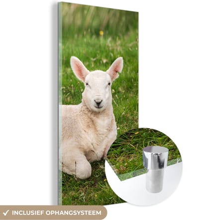 MuchoWow® Glasschilderij 20x40 cm - Schilderij acrylglas - Schaap - Dieren - Lam - Foto op glas - Schilderijen