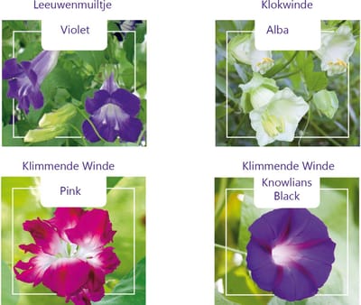 Klimbloemen zaden set van 4 soorten | Asarina Violet | Coaea Alba Wit | Ipomoea Knowlians Black | Ipomoea Dubbel Rose